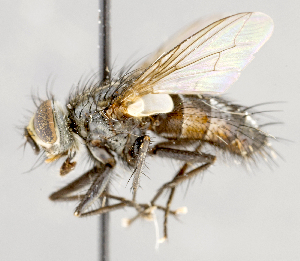  ( - CNC617741)  @14 [ ] No Rights Reserved (2017) Unspecified Canadian National Collection of Insects, Arachnids and Nematodes