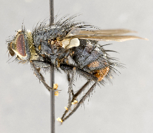  ( - CNC617777)  @11 [ ] No Rights Reserved (2017) Unspecified Canadian National Collection of Insects, Arachnids and Nematodes