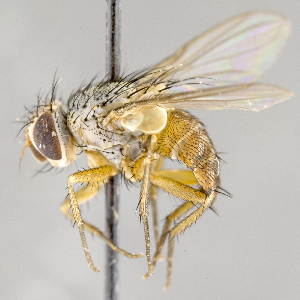  (Ceromya elyii - CNC617866)  @11 [ ] No Rights Reserved (2017) Unspecified Canadian National Collection of Insects, Arachnids and Nematodes