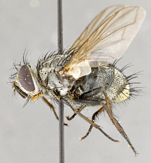 ( - CNC618729)  @12 [ ] No Rights Reserved (2017) Unspecified Canadian National Collection of Insects, Arachnids and Nematodes