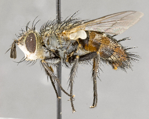  ( - CNC618744)  @11 [ ] No Rights Reserved (2020) Unspecified Canadian National Collection of Insects, Arachnids and Nematodes
