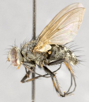  ( - CNC632923)  @12 [ ] No Rights Reserved (2048) Unspecified Canadian National Collection of Insects, Arachnids and Nematodes