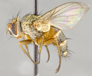  ( - CNC708451)  @11 [ ] No Rights Reserved (2017) Unspecified Canadian National Collection of Insects, Arachnids and Nematodes