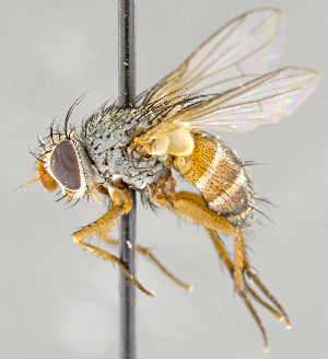  ( - CNC722764)  @12 [ ] No Rights Reserved (2017) Unspecified Canadian National Collection of Insects, Arachnids and Nematodes