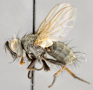  ( - CNC747531)  @14 [ ] No Rights Reserved (2080) Unspecified Canadian National Collection of Insects, Arachnids and Nematodes