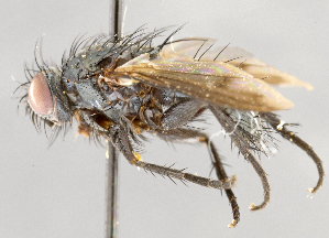  ( - CNC747549)  @11 [ ] No Rights Reserved (2098) Unspecified Canadian National Collection of Insects, Arachnids and Nematodes