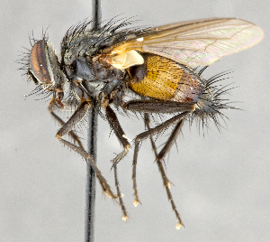  ( - CNC747557)  @11 [ ] No Rights Reserved (2102) Unspecified Canadian National Collection of Insects, Arachnids and Nematodes
