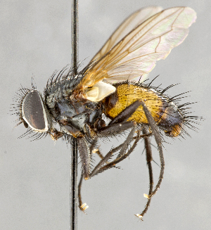  ( - CNC747558)  @11 [ ] No Rights Reserved (2103) Unspecified Canadian National Collection of Insects, Arachnids and Nematodes