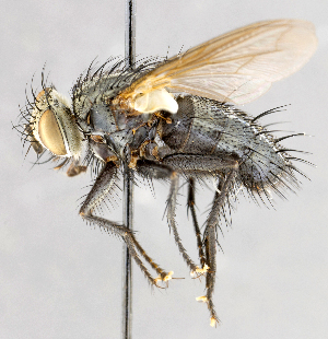  ( - CNC747570)  @11 [ ] No Rights Reserved (2039) Unspecified Canadian National Collection of Insects, Arachnids and Nematodes