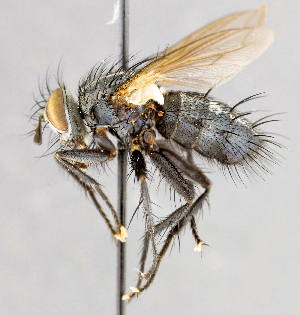  ( - CNC747571)  @11 [ ] No Rights Reserved (2040) Unspecified Canadian National Collection of Insects, Arachnids and Nematodes