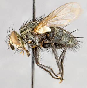  ( - CNC747572)  @11 [ ] No Rights Reserved (2041) Unspecified Canadian National Collection of Insects, Arachnids and Nematodes