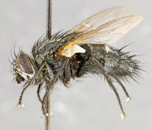  ( - CNC747573)  @11 [ ] No Rights Reserved (2042) Unspecified Canadian National Collection of Insects, Arachnids and Nematodes