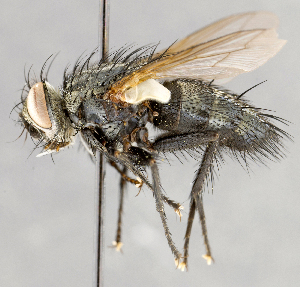  ( - CNC747574)  @11 [ ] No Rights Reserved (2043) Unspecified Canadian National Collection of Insects, Arachnids and Nematodes
