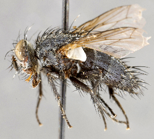  ( - CNC747580)  @11 [ ] No Rights Reserved (2049) Unspecified Canadian National Collection of Insects, Arachnids and Nematodes
