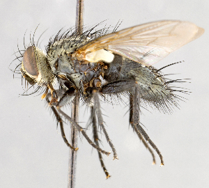  ( - CNC747582)  @11 [ ] No Rights Reserved (2051) Unspecified Canadian National Collection of Insects, Arachnids and Nematodes