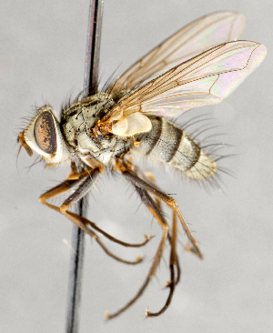  (Cryptomeigenia muscoides - CNC748145)  @15 [ ] No Rights Reserved (2089) Unspecified Canadian National Collection of Insects, Arachnids and Nematodes