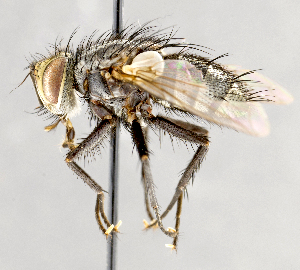  ( - CNC751542)  @13 [ ] No Rights Reserved (2017) Unspecified Canadian National Collection of Insects, Arachnids and Nematodes