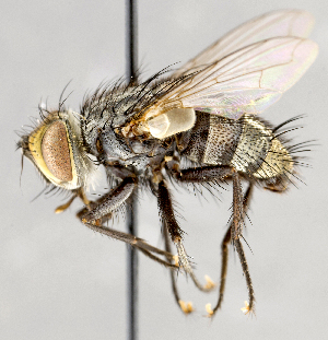  ( - CNC751544)  @11 [ ] No Rights Reserved (2017) Unspecified Canadian National Collection of Insects, Arachnids and Nematodes