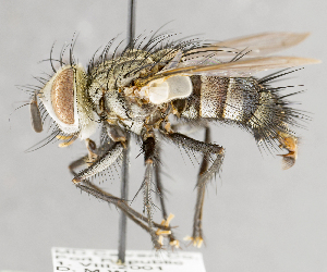  ( - CNC751603)  @13 [ ] No Rights Reserved (2017) Unspecified Canadian National Collection of Insects, Arachnids and Nematodes