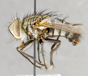  ( - CNC751604)  @14 [ ] No Rights Reserved (2017) Unspecified Canadian National Collection of Insects, Arachnids and Nematodes