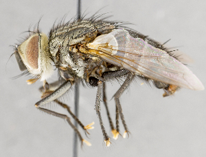  ( - CNC751608)  @11 [ ] No Rights Reserved (2017) Unspecified Canadian National Collection of Insects, Arachnids and Nematodes