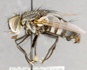  ( - CNC751610)  @13 [ ] No Rights Reserved (2017) Unspecified Canadian National Collection of Insects, Arachnids and Nematodes