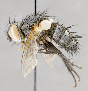  ( - CNC751667)  @14 [ ] No Rights Reserved (2017) Unspecified Canadian National Collection of Insects, Arachnids and Nematodes