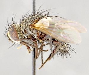  ( - CNC751668)  @14 [ ] No Rights Reserved (2017) Unspecified Canadian National Collection of Insects, Arachnids and Nematodes