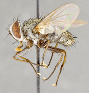  ( - CNC751706)  @11 [ ] No Rights Reserved (2033) Unspecified Canadian National Collection of Insects, Arachnids and Nematodes
