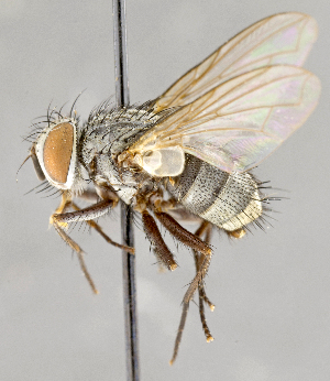  ( - CNC751707)  @11 [ ] No Rights Reserved (2034) Unspecified Canadian National Collection of Insects, Arachnids and Nematodes