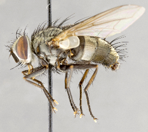  ( - CNC751708)  @11 [ ] No Rights Reserved (2035) Unspecified Canadian National Collection of Insects, Arachnids and Nematodes