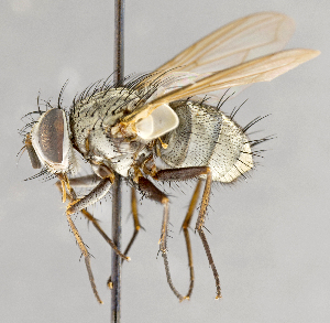  ( - CNC751709)  @11 [ ] No Rights Reserved (2036) Unspecified Canadian National Collection of Insects, Arachnids and Nematodes