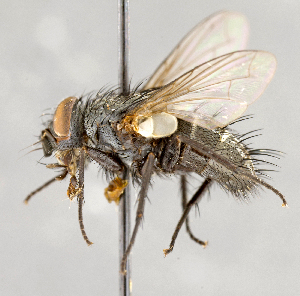  ( - CNC751739)  @11 [ ] No Rights Reserved (2064) Unspecified Canadian National Collection of Insects, Arachnids and Nematodes