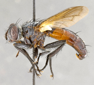  ( - CNC751879)  @13 [ ] No Rights Reserved (2036) Unspecified Canadian National Collection of Insects, Arachnids and Nematodes