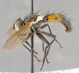  ( - CNC751880)  @13 [ ] No Rights Reserved (2037) Unspecified Canadian National Collection of Insects, Arachnids and Nematodes