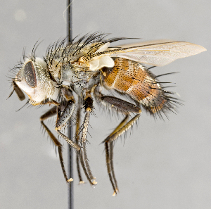  ( - CNC751888)  @11 [ ] No Rights Reserved (2042) Unspecified Canadian National Collection of Insects, Arachnids and Nematodes