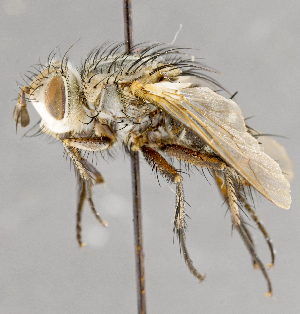  ( - CNC751889)  @11 [ ] No Rights Reserved (2043) Unspecified Canadian National Collection of Insects, Arachnids and Nematodes