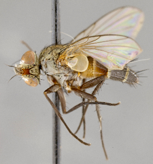  ( - CNC751904)  @11 [ ] No Rights Reserved (2056) Unspecified Canadian National Collection of Insects, Arachnids and Nematodes