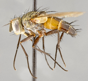  ( - CNC751905)  @11 [ ] No Rights Reserved (2057) Unspecified Canadian National Collection of Insects, Arachnids and Nematodes