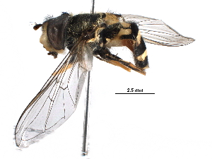  ( - BIOUG03398-B11)  @13 [ ] CreativeCommons - Attribution (2016) CBG Photography Group Centre for Biodiversity Genomics