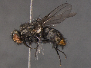  ( - BIOUG03400-F02)  @13 [ ] CreativeCommons - Attribution (2012) CBG Photography Group Centre for Biodiversity Genomics