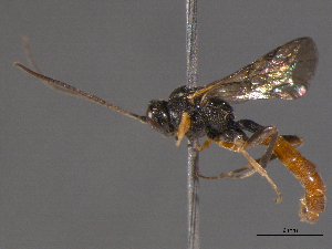  (Monoblastus innumerabilis - BIOUG03403-E08)  @12 [ ] CreativeCommons - Attribution (2012) CBG Photography Group Centre for Biodiversity Genomics