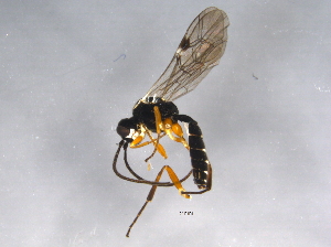  ( - BIOUG03334-G10)  @13 [ ] CreativeCommons - Attribution (2013) CBG Photography Group Centre for Biodiversity Genomics