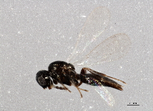  (Platygaster sagana - BIOUG03539-C11)  @13 [ ] CreativeCommons - Attribution (2013) CBG Photography Group Centre for Biodiversity Genomics