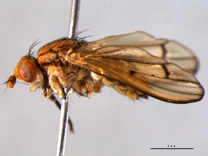  ( - BIOUG03743-B04)  @13 [ ] CreativeCommons - Attribution (2013) CBG Photography Group Centre for Biodiversity Genomics