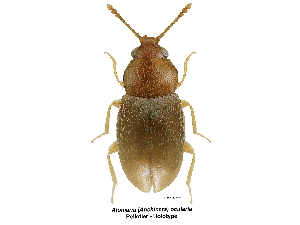  ( - BIOUG03648-A11)  @11 [ ] CC-0 (2019) Georges Pelletier Laurentian Forestry Centre