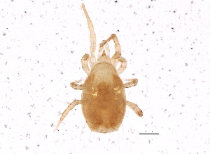  (Amblyseius sp. JCS29 - BIOUG04017-E01)  @14 [ ] CreativeCommons - Attribution (2012) CBG Photography Group Centre for Biodiversity Genomics