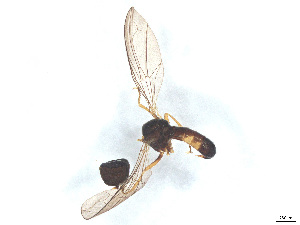  ( - BIOUG04080-D11)  @11 [ ] CreativeCommons - Attribution (2025) CBG Photography Group Centre for Biodiversity Genomics