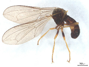  ( - BIOUG04080-F04)  @11 [ ] CreativeCommons - Attribution (2025) CBG Photography Group Centre for Biodiversity Genomics