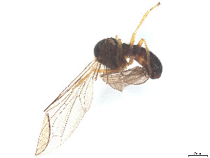  ( - BIOUG04080-F09)  @11 [ ] CreativeCommons - Attribution (2025) CBG Photography Group Centre for Biodiversity Genomics